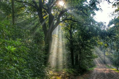 Footpath passing through forest