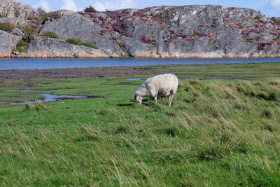 Sheep grazing on grassy field