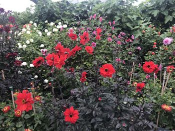 Close-up of red flowering plants in garden