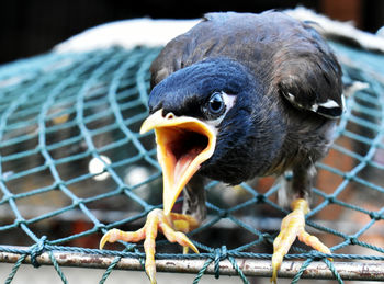 Close-up of a bird