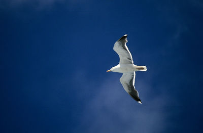 Low angle view of swan flying against blue sky