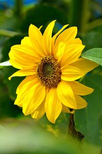 Close-up of yellow flower blooming outdoors