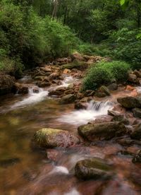 Stream flowing through rocks in forest