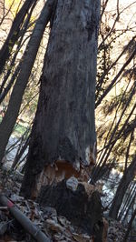 Close-up of tree trunk in forest