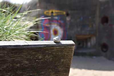 Close-up of insect on wood