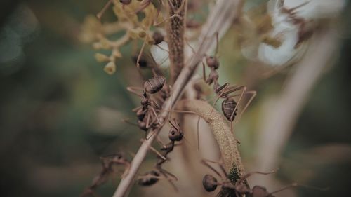 Close-up of dried plant