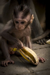 Portrait of monkey eating food