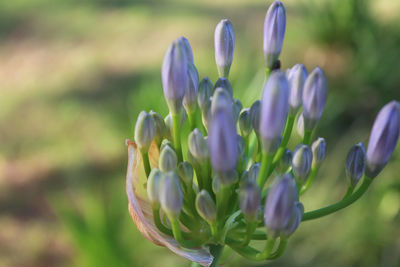 Close-up of purple flowering plant