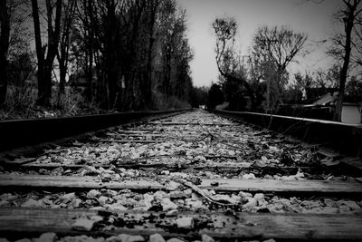 Surface level of railway tracks along bare trees