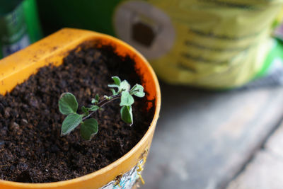 Close-up of potted plant