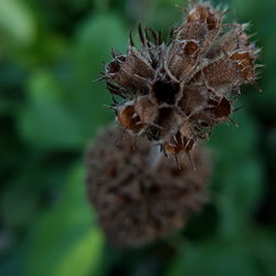 Close-up of insect on leaf