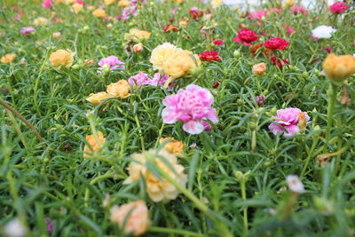 Close-up of flowering plants on field