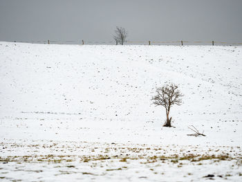 Withered black elder bush in the middle of a horse pasture. quiet winter day on a horse farm.