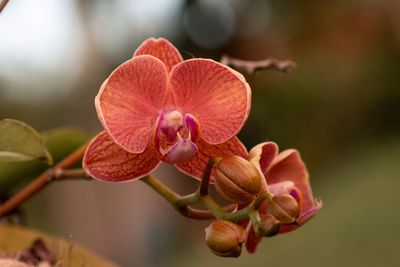 Close-up of red flowering plant