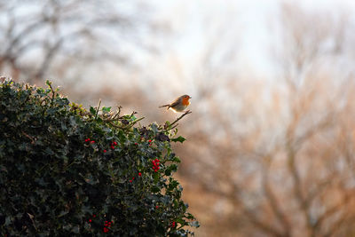 Bird perching on a branch 