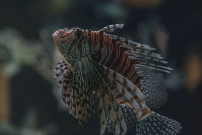 Close-up of fish underwater