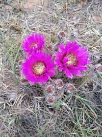 High angle view of pink flowering plant on field