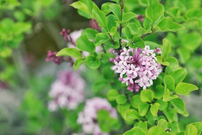 Close-up of pink flowering plant