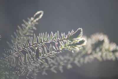 Close-up of fresh plant