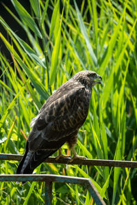 Close-up of a buzzard perching on a railing