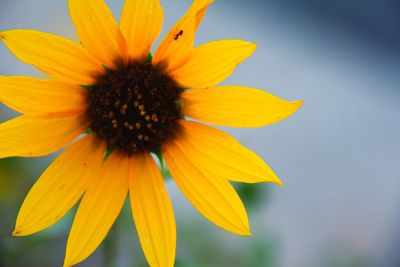 Close-up of yellow flower blooming outdoors