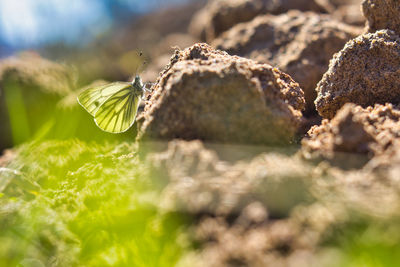 Close-up of butterfly on plant