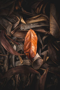 Close up of dry leaf on the floor, vintage tone color.