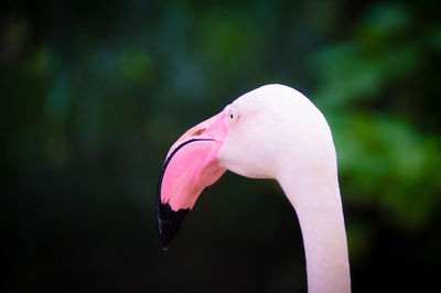 Close-up of a bird