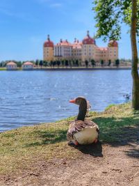 Duck in a lake