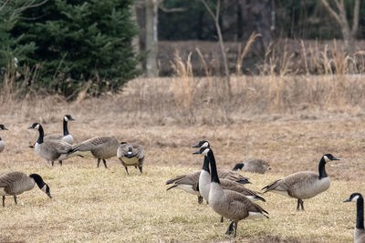 Flock of birds on field