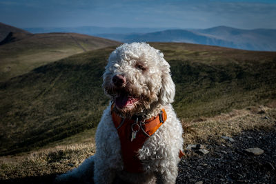 Dog looking away on mountain