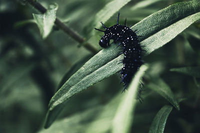 Caterpillar on a green leaf