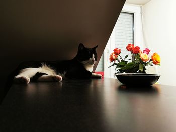 Cat and potted plant on table at home