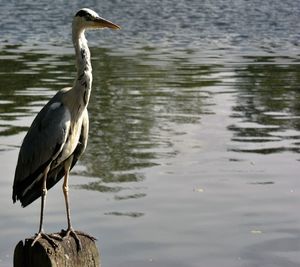 High angle view of gray heron perching on lake