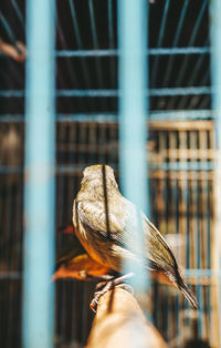 Close-up of bird perching in cage