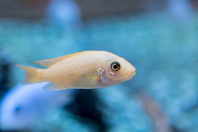 Close-up of fish swimming in aquarium