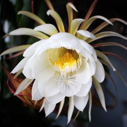 Close-up of white flower