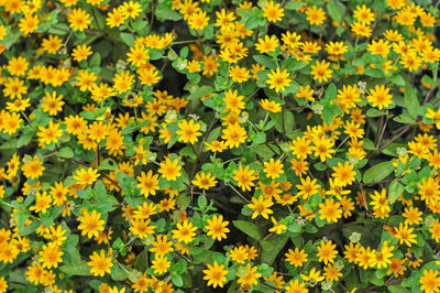 Close-up of yellow flowers on field