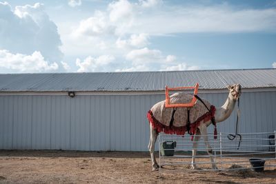 Side view of a horse in ranch against sky