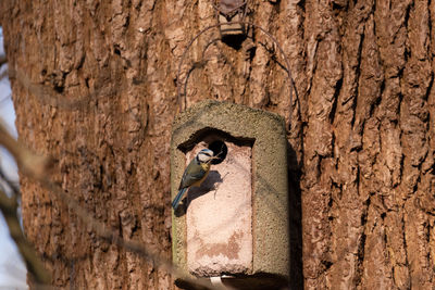 Close-up of tree with bird nest