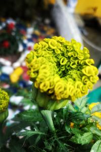 Close-up of yellow flowering plant