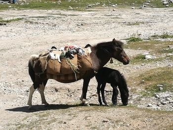 Horses standing on field