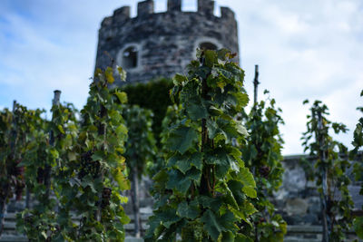 Low angle view of plants against sky