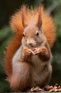 Portrait of squirrel