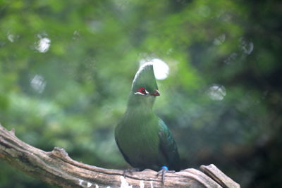 Close-up of bird perching on branch