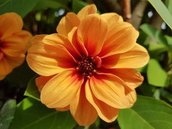 Close-up of flower blooming outdoors
