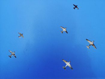 Low angle view of birds flying