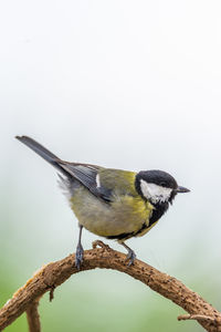 Close-up of bird perching on branch