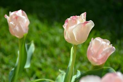 Close-up of pink rose flower on field