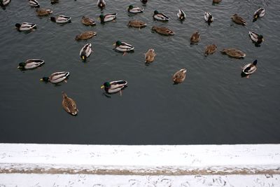 High angle view of swans swimming in lake